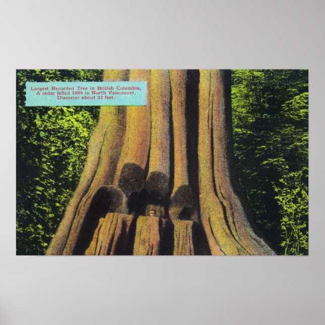 Largest Recorded Tree in BC 1896 Cedar Tree Poster (Front)