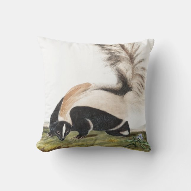 LargeTailed Skunk Mephitis macroura Illustration Cushion (Front)