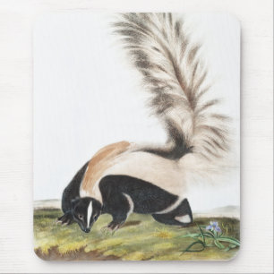 LargeTailed Skunk Mephitis macroura Illustration Mouse Mat