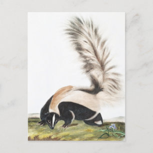 LargeTailed Skunk Mephitis macroura Illustration Postcard