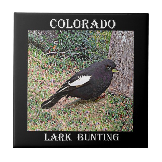 Lark Bunting (Colorado) Tile (Front)