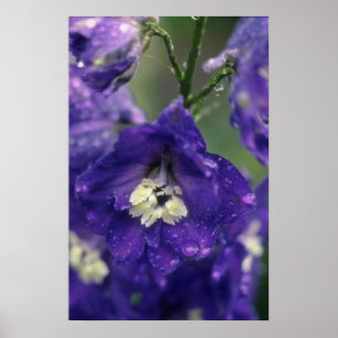 Larkspur, (Delphinium Hybride) flowers Poster