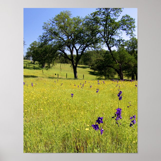 Larkspur Field, Fence Poster (Front)