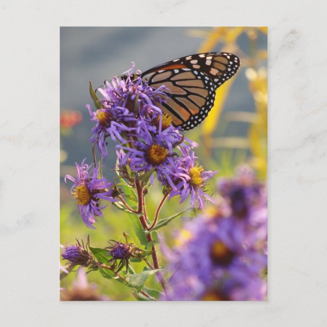 Last Monarch Butterfly Postcard (Front)