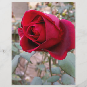 last red rose