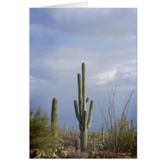 Late Afternoon in the Desert Card
