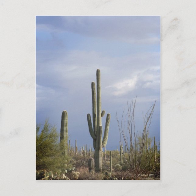 Late Afternoon in the Desert Postcard (Front)