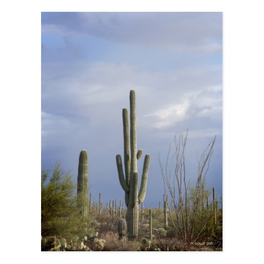 Late Afternoon in the Desert Postcard