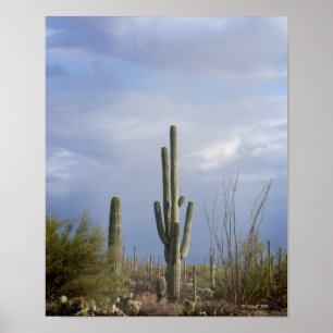 Late Afternoon in the Desert Poster