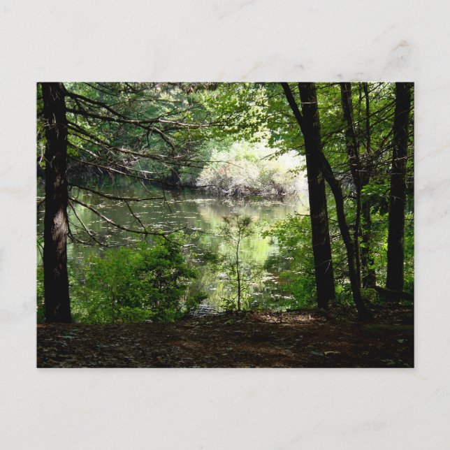Late Summer at Walden Pond Postcard (Front)