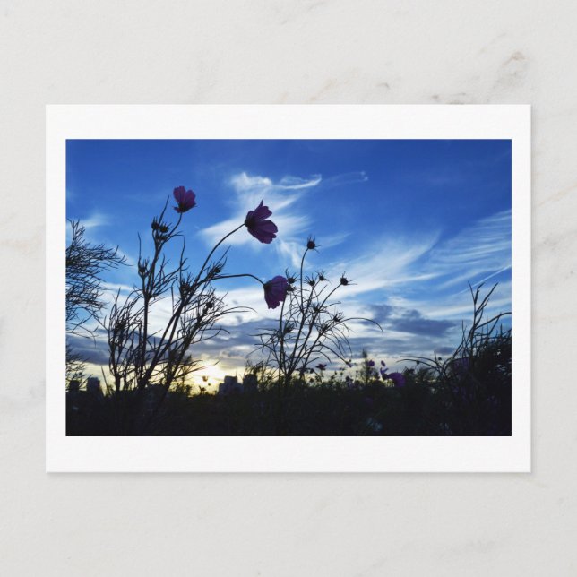 Late Summer Sky: Tokyo Postcard (Front)