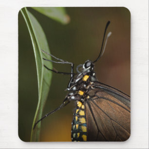 Lateral view of a Long wing Mouse Mat