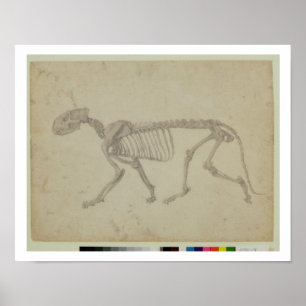 Lateral View of a Tiger Skeleton, finished study f Poster