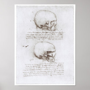 Lateral View of the Skull, Leonardo da Vinci Poster