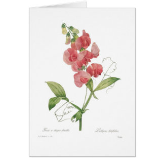 Lathyrus latifolius