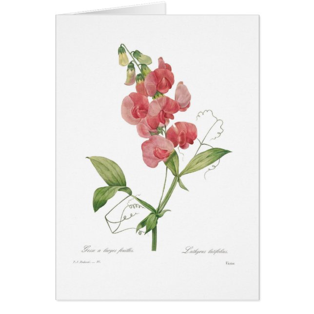 Lathyrus latifolius (Front)