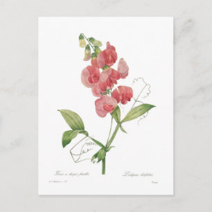 Lathyrus latifolius postcard