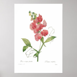 Lathyrus latifolius poster