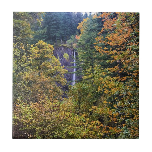 Latourell Falls, Columbia River Gorge, Oregon Tile (Front)