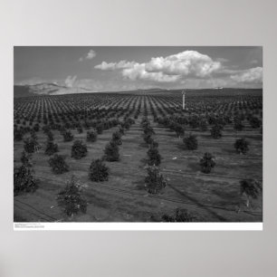 Latter Day Saints Citrus Orchard near Riverside Poster