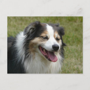 Laughing Aussie  Dog Postcard