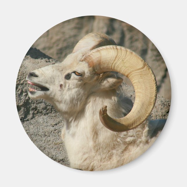 Laughing Bighorn Sheep Magnet (Front)