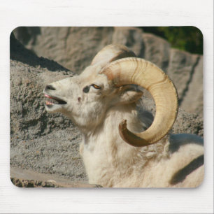 Laughing Bighorn Sheep Mouse Mat