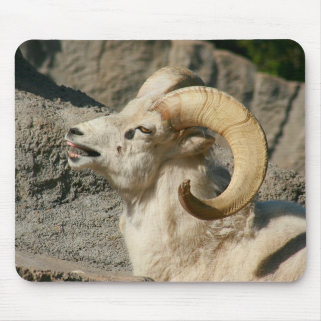 Laughing Bighorn Sheep Mouse Mat (Front)