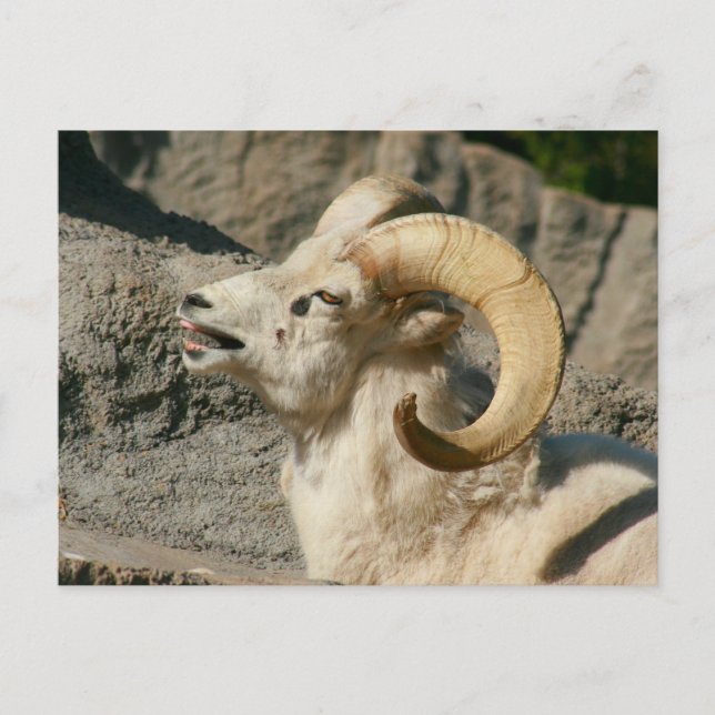 Laughing Bighorn Sheep Postcard (Front)