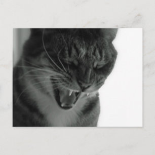 Laughing Cat Postcard