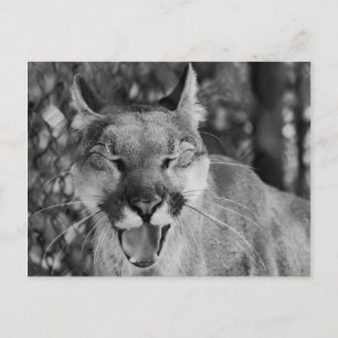 Laughing Cat Postcard