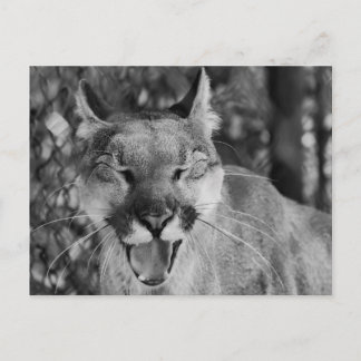 Laughing Cat Postcard