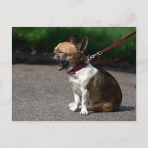 Laughing Chihuahua Postcard