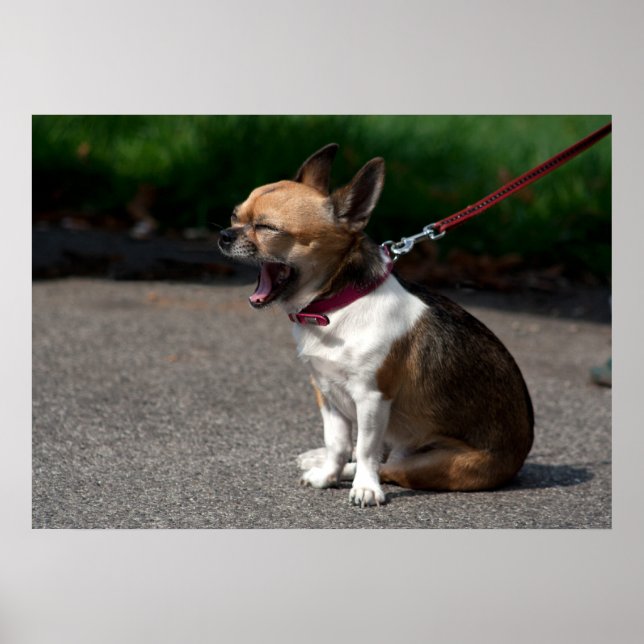 Laughing Chihuahua Poster (Front)
