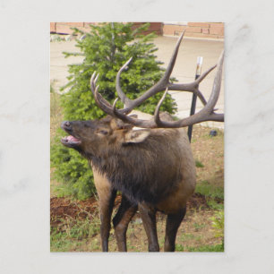 Laughing elk bull postcard