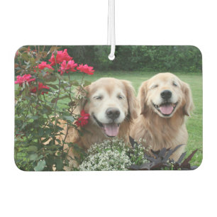Laughing Golden Retrievers Outside by Roses Car Air Freshener