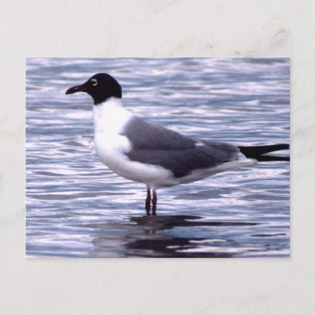 Laughing Gull Postcard (Front)