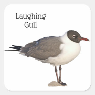 Laughing Gull Square Sticker