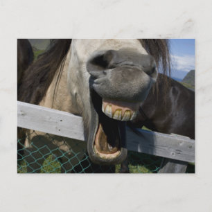 Laughing Horse Postcard