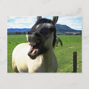 Laughing horse postcard