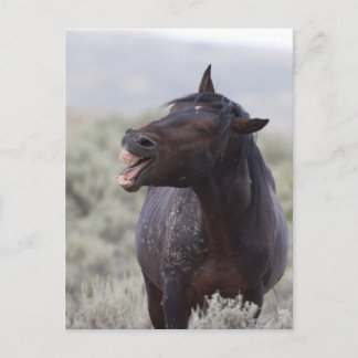 Laughing Horse Postcard