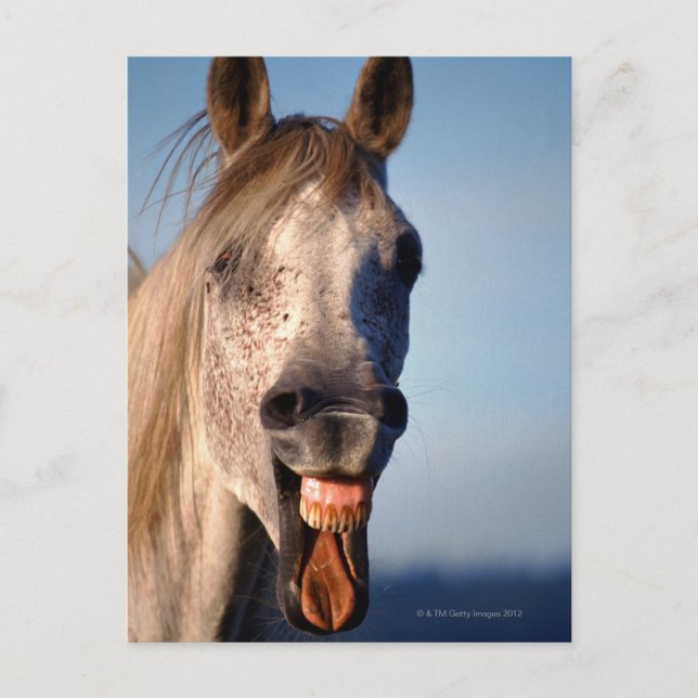 laughing horse postcard (Front)