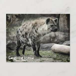 Laughing hyena：Postcard Postcard