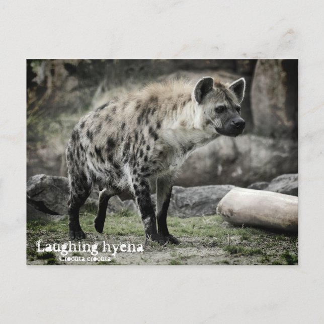 Laughing hyena：Postcard Postcard (Front)