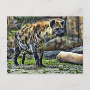 Laughing hyena_ver. 3.0 [Postcard] Postcard