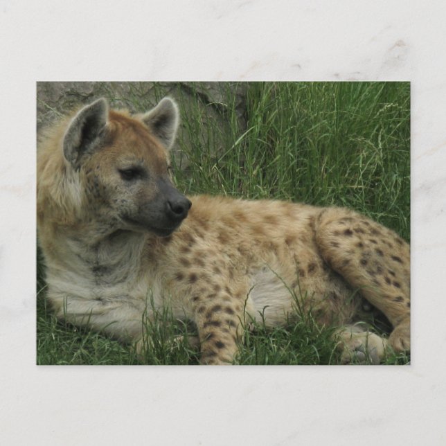 Laughing Hyenas Postcard (Front)