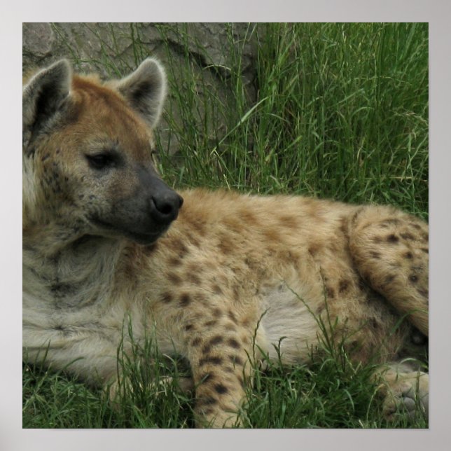 Laughing Hyenas Poster (Front)