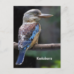 Laughing Kookaburra Bird Postcard