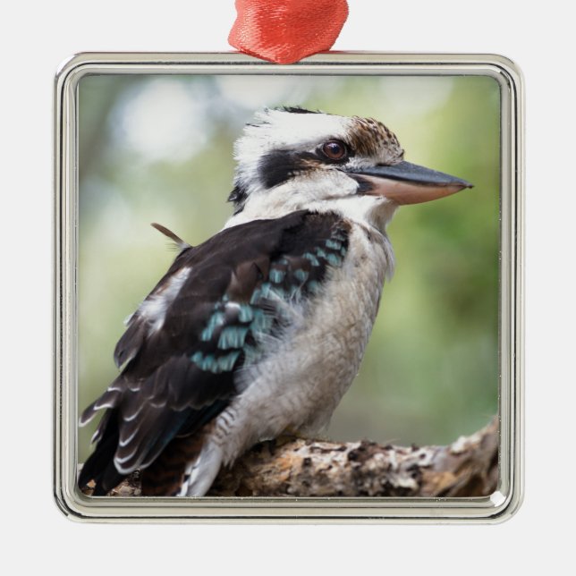 Laughing kookaburra on Fraser Island Australia Metal Tree Decoration (Front)