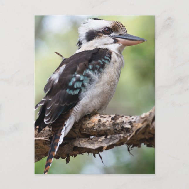 Laughing kookaburra on Fraser Island Australia Postcard (Front)